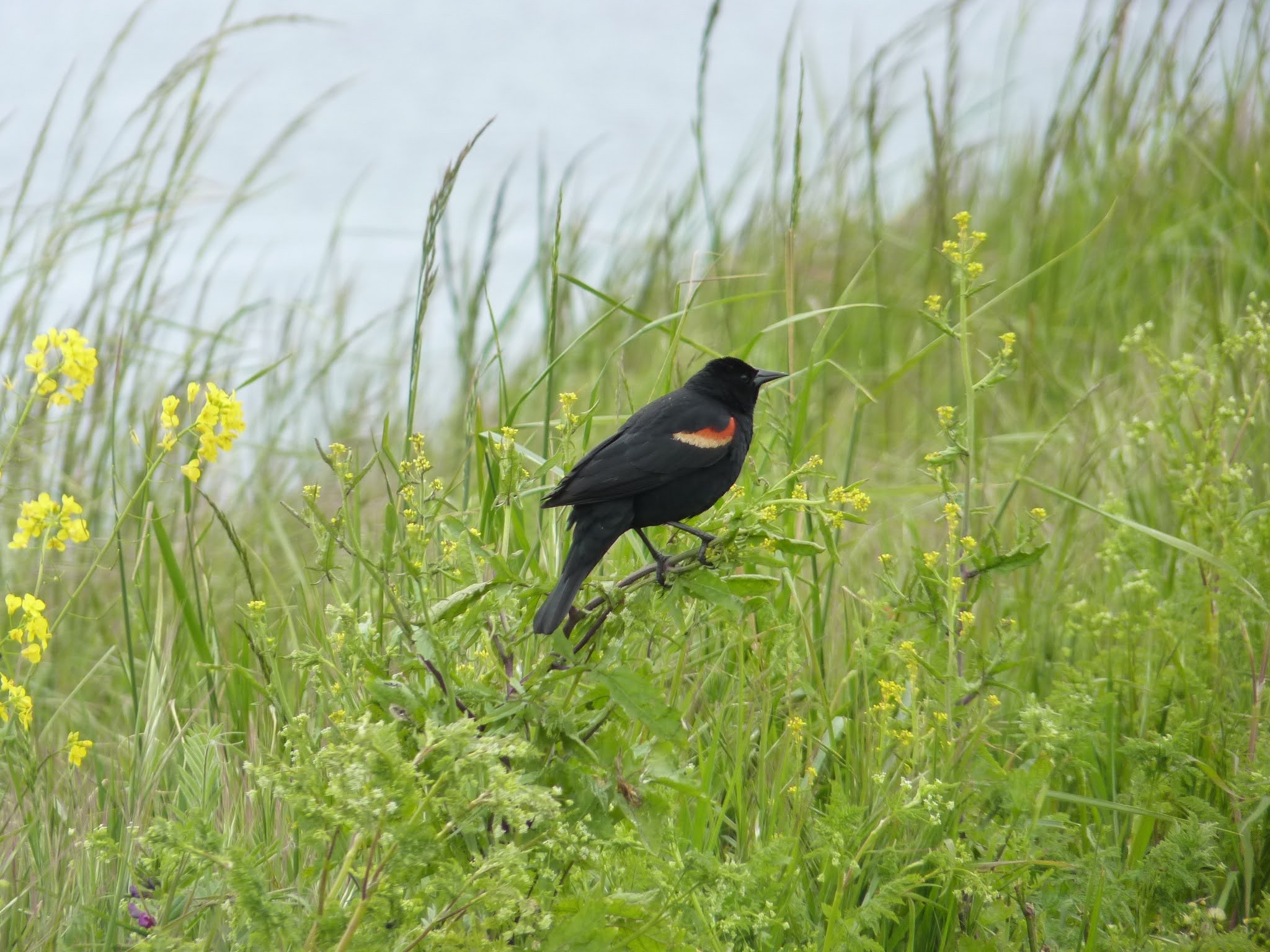 Ebey's Landing